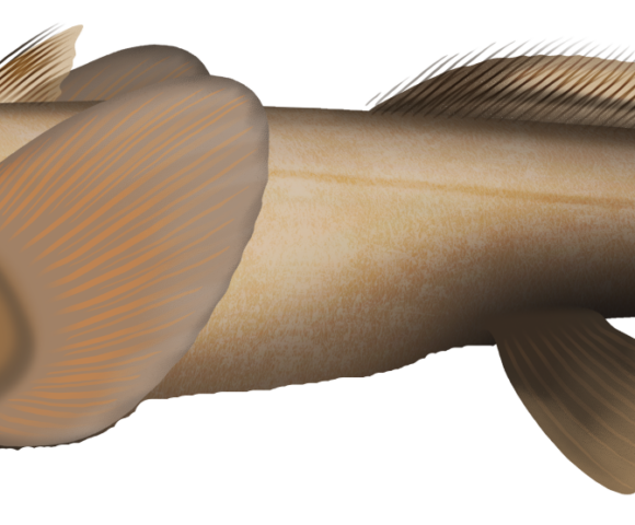 Smallspine Spookfish - Marinewise