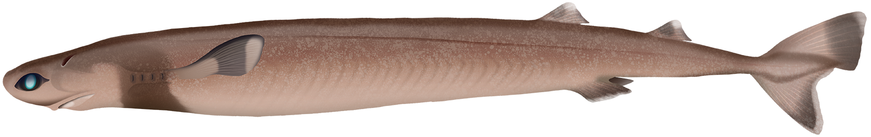 Smalltooth Cookiecutter Shark - The Australian Museum