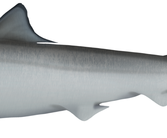 Australian Sharpnose Shark - Marinewise