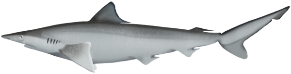 Australian Sharpnose Shark - Marinewise