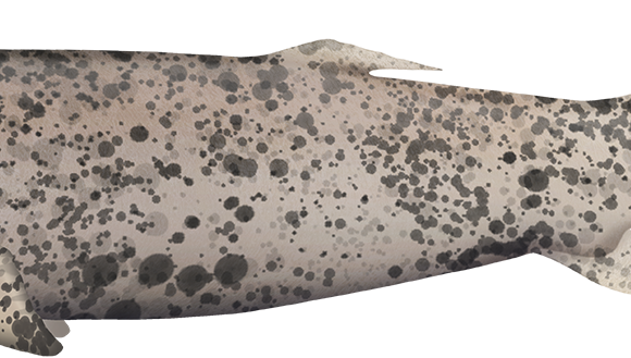 Whitetail Dogfish - Marinewise