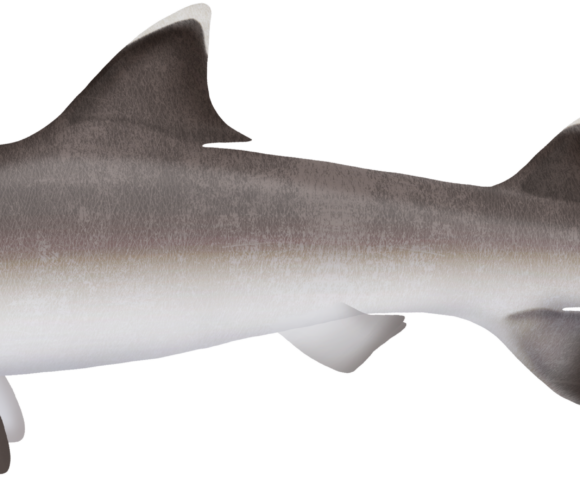 Whitetip Reef Shark - Marinewise