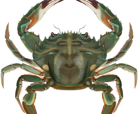 Asian Paddle Crab - Marinewise