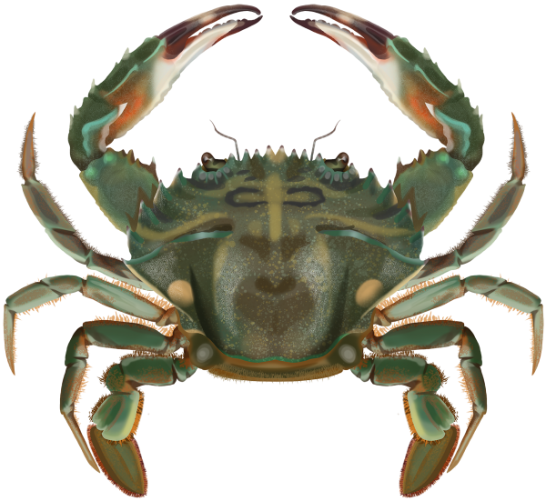 Asian Paddle Crab - Marinewise