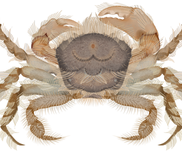 Bearded Crab - Marinewise