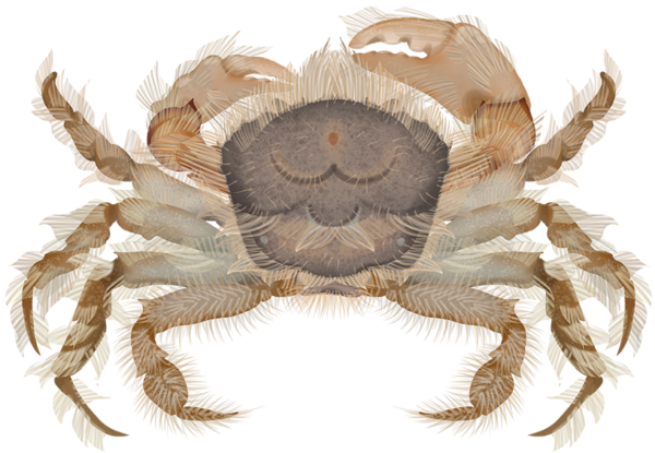 Bearded Crab - Marinewise