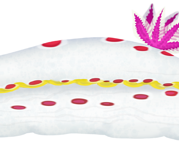 Bennetts Chromodorid Nudibranch - Marinewise