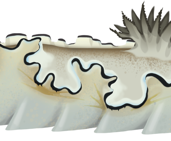 Black Margined Nudibranch - Marinewise