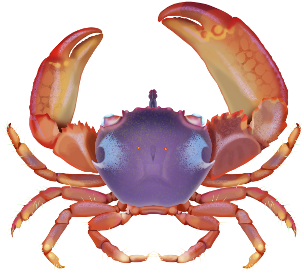 Blue Coral Crab - Marinewise