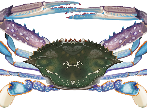 Blue Swimmer Crab - Marinewise