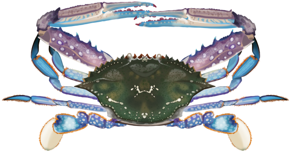 Blue Swimmer Crab - Marinewise