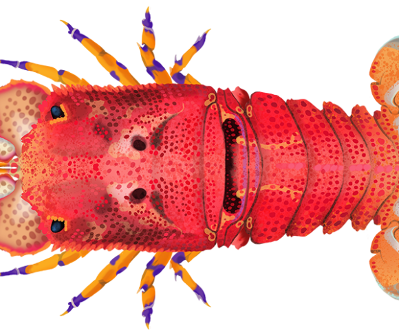 Blunt Slipper Lobster - Marinewise