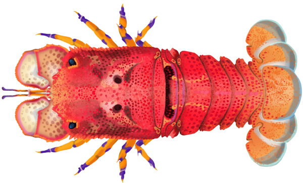 Blunt Slipper Lobster - Marinewise