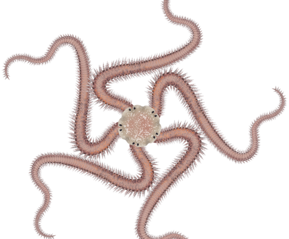 Brittle Star - Marinewise