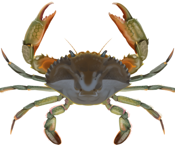 Brown Mud Crab - Marinewise