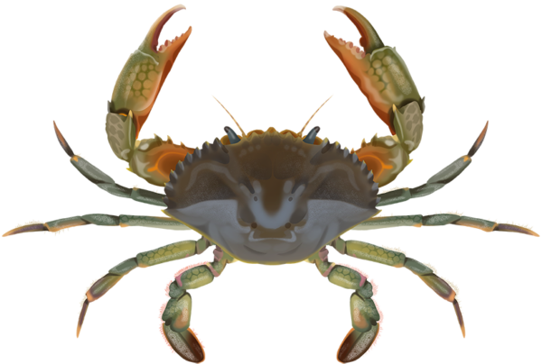Brown Mud Crab - Marinewise