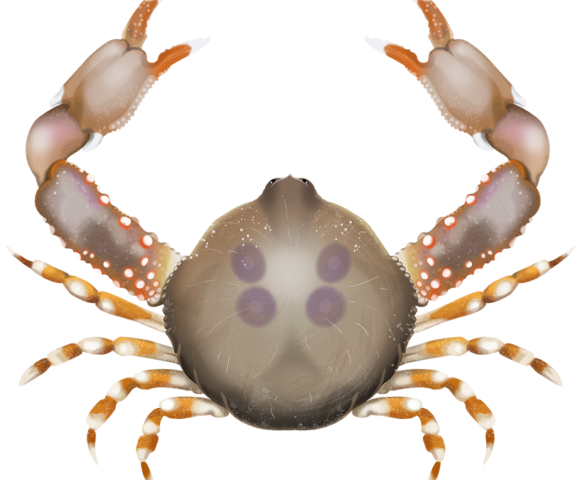 Brown Pebble Crab - Marinewise