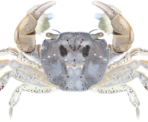 Brush-clawed Shore Crab - Marinewise