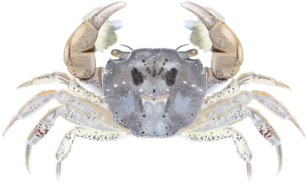 Brush-clawed Shore Crab - Marinewise