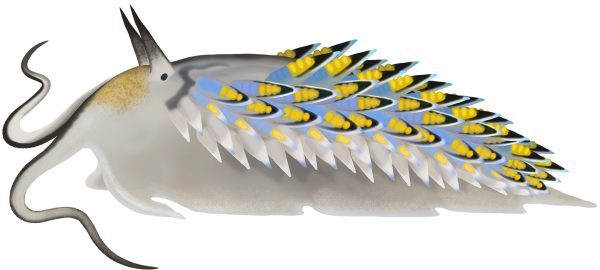 Cerberilla Nudibranch - Marinewise