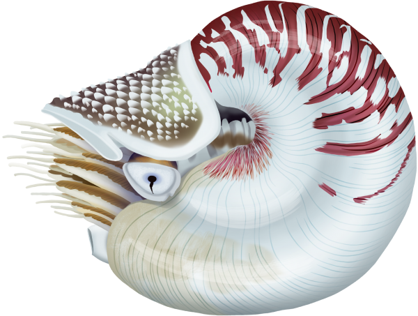 Chambered Nautilus - Marinewise