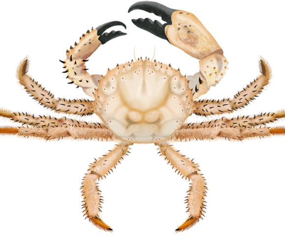 Champagne Crab - Marinewise