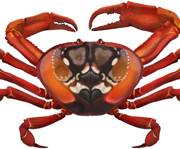 Christmas Island Red Crab - Marinewise