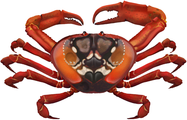 Christmas Island Red Crab - Marinewise