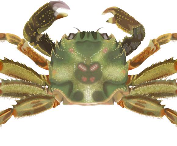 Cleft-fronted Bait Crab - Marinewise