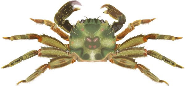 Cleft-fronted Bait Crab - Marinewise