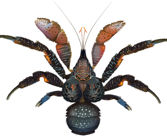 Coconut Crab - Marinewise