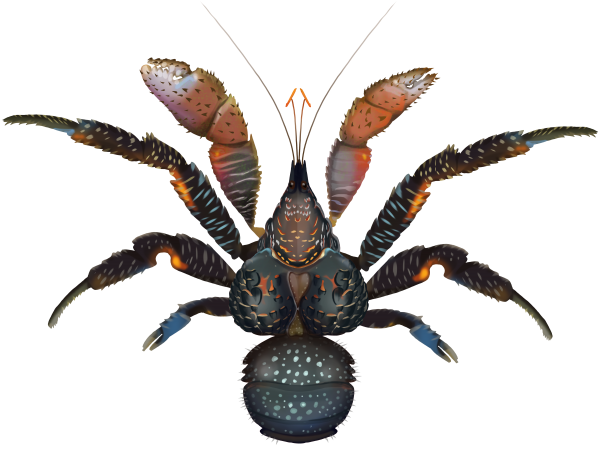 Coconut Crab - Marinewise