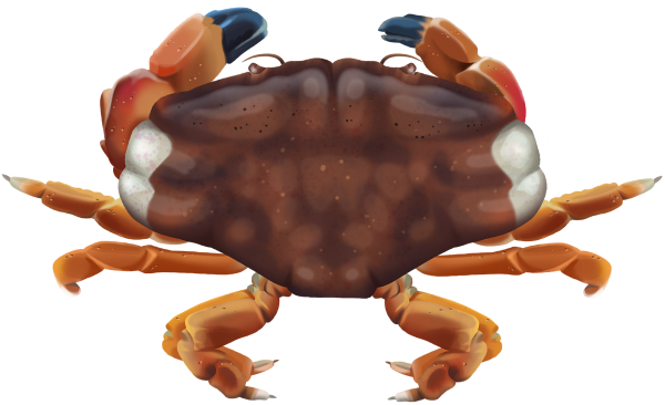 Colorful Reef Crab - Marinewise