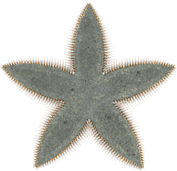 Comb Sand Star - Marinewise