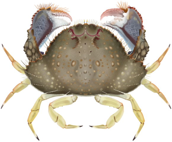 Common Box Crab - Marinewise