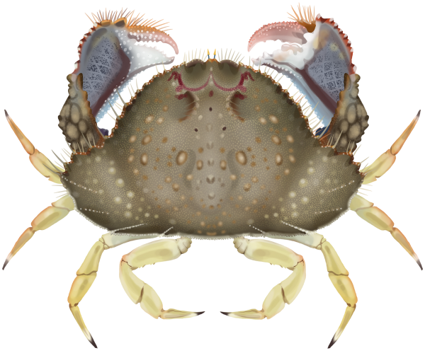 Common Box Crab - Marinewise