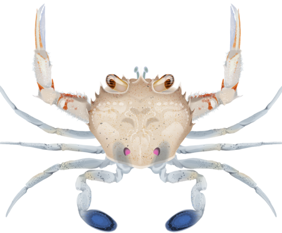 Common Sand Crab - Marinewise