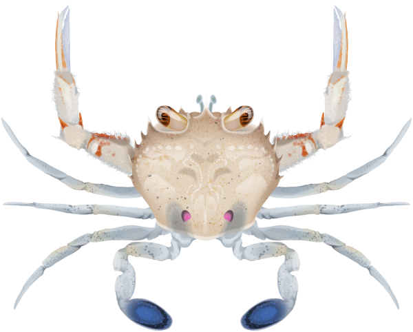 Common Sand Crab - Marinewise