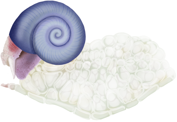 Common Violet Sea Snail - Marinewise