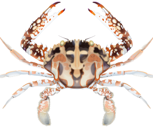 Crucifix Crab - Marinewise