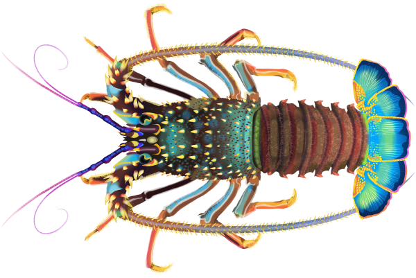 Double Spined Lobsters - Marinewise