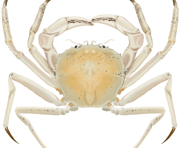 Eastern Crystal Crab - Marinewise