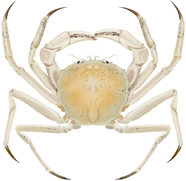 Eastern Crystal Crab - Marinewise