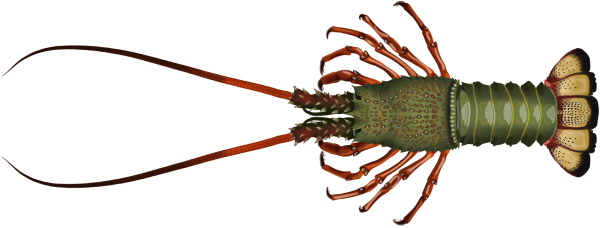 Eastern Rock Lobster - Marinewise