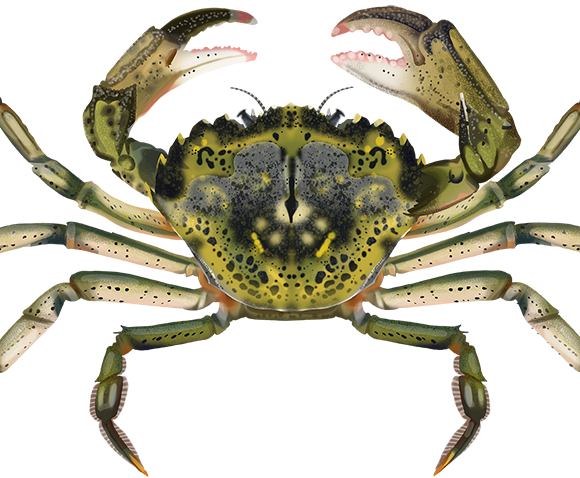 European Green Shore Crab - Marinewise