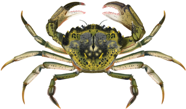 European Green Shore Crab - Marinewise