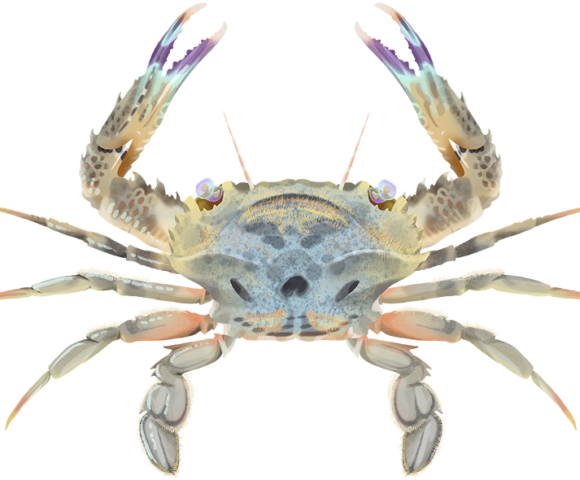 Four-Lobed Swimmer Crab - Marinewise