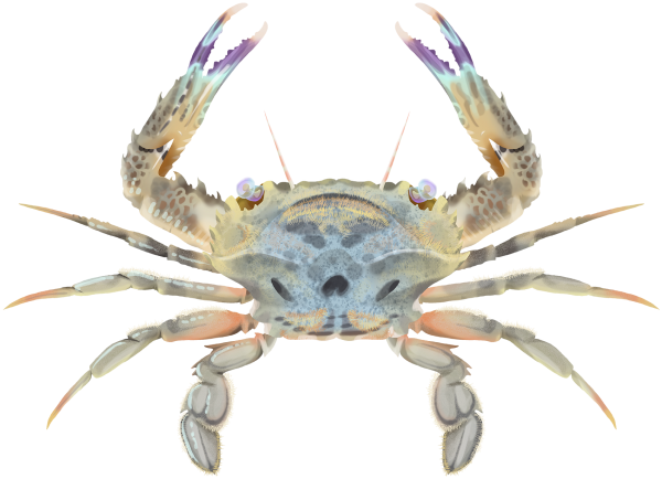 Four-Lobed Swimmer Crab - Marinewise