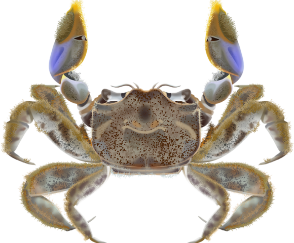 Furry Clawed Crab - Marinewise