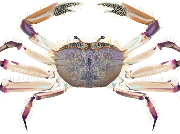 Giant Sentinel Crab - Marinewise